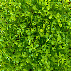 Image showing garden cress 