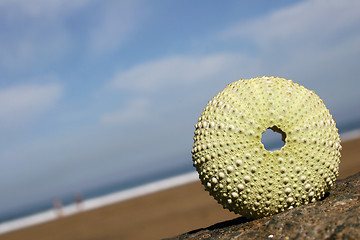 Image showing Seashore Urchin