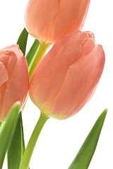 Image showing orange tulips