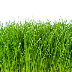 Image showing green grass