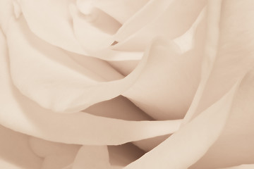 Image showing white rose close up