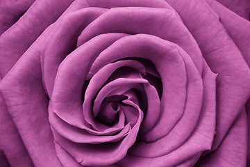 Image showing pink rose