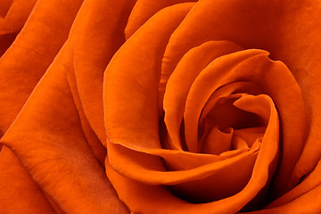 Image showing orange rose