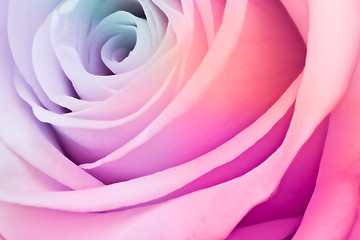 Image showing multicolor rose