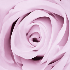 Image showing violet rose close up