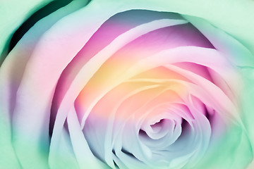 Image showing multicolor rose