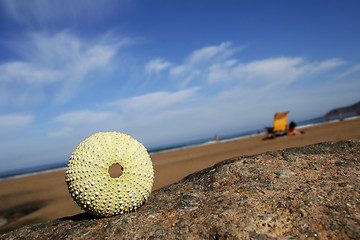 Image showing Sea Urchin View