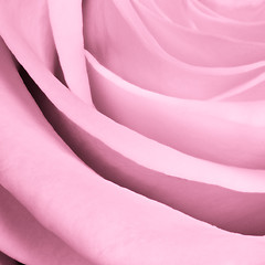 Image showing pink rose close up