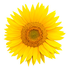 Image showing sunflower