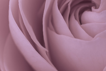 Image showing pink rose macro