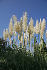 Image showing Cortaderia Selloana