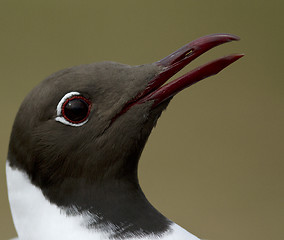 Image showing Black-headed Gull