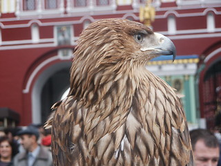 Image showing Falcon