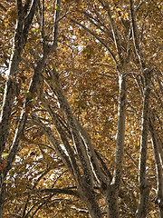 Image showing Canopy of autumn leaves