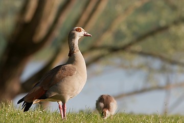 Image showing Egyptian Goose