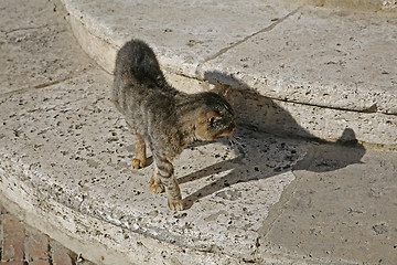 Image showing Cat on watch