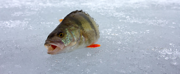 Image showing perch fishing 4