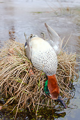 Image showing  take European teal (Anas crecca) 4