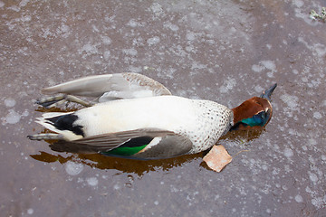 Image showing  take European teal (Anas crecca) 7