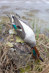 Image showing  take European teal (Anas crecca) 3