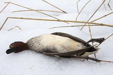 Image showing  take European teal (Anas crecca) 2