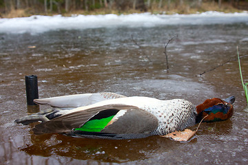 Image showing  take European teal (Anas crecca) 6