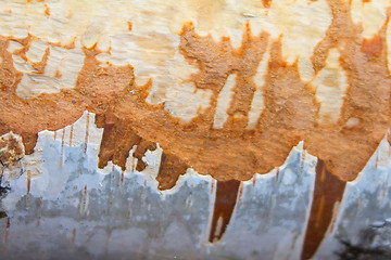 Image showing birch bark