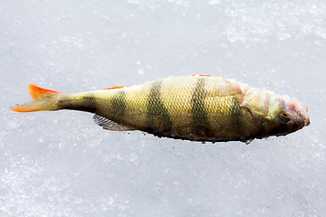 Image showing perch fishing 5