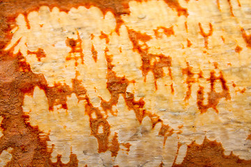 Image showing birch bark 2