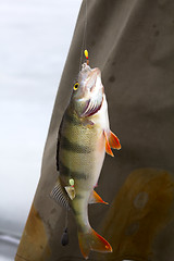 Image showing perch fishing 6