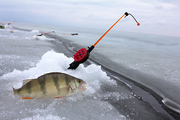 Image showing perch fishing