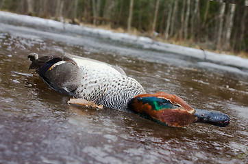 Image showing  take European teal (Anas crecca) 5