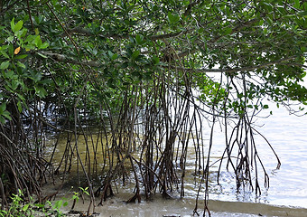 Image showing Mangrove Forest