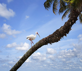 Image showing White Ibis 