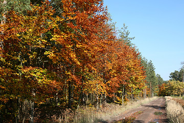 Image showing Forest road in autumn