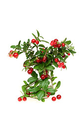 Image showing Mountain cranberry