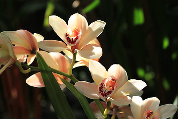 Image showing Orchid flower