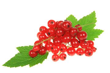 Image showing Currant fruit