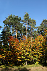 Image showing Autumn forest