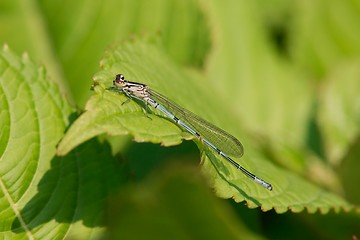 Image showing Azure damselfly