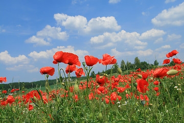 Image showing Poppy