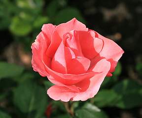 Image showing Pink rose