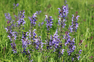 Image showing Wild sage