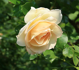 Image showing Tea rose