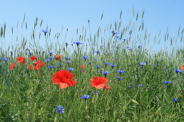 Image showing Poland nature in spring