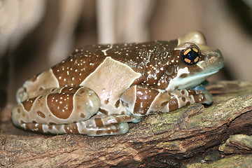 Image showing Dyeing poison frog.