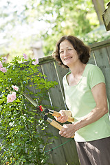 Image showing Senior woman pruning rose bush