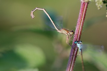 Image showing Blue-tailed Damselflies