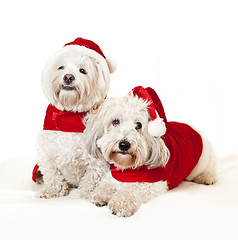 Image showing Two cute dogs in santa outfits