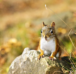 Image showing Cute red squirrel closeup